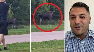 Här invaderar älgarna fotbollsmatchen: ”Det var chockartat”