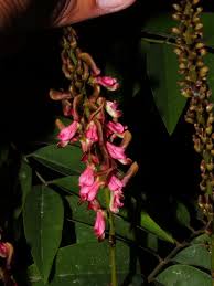 Image result for Indigofera emarginella