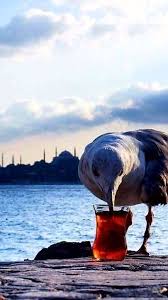 Istanbul Turkey Hayvanlar Istanbul