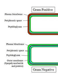 Consider our latest drawing guides, and. Cell Wall Simple English Wikipedia The Free Encyclopedia