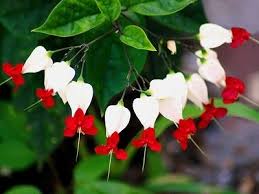 5 Techniques To Growing A Bleeding Heart Vine Bleeding Heart Flower Bleeding Heart Vine Bleeding Heart