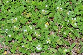 Image result for Richardia brasiliensis