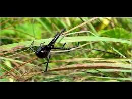 · where do black widows live? Michigan Black Widow And Her Babies Michigan Youtube