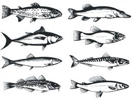 Lele merupakan jenis ikan tahan banting yang bisa hidup diberbagai kondisi. 78 Gambar Ikan Vektor Terlihat Keren Gambar Pixabay