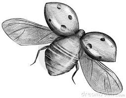 Black And White Ladybug Drawing Flying Ladybug Dibujos Mariquitas