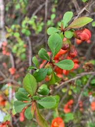 Image result for Buchnera speciosa