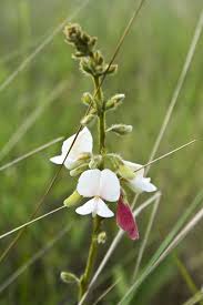 Image result for Tephrosia argyrolampra