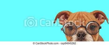 Maybe you would like to learn more about one of these? Nerdy Adorable English Bulldog Dog With Only Half Of Face Exposed Wearing Eyeglasses On Blue Background Canstock
