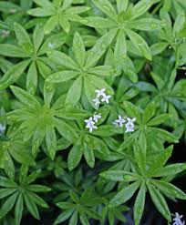 Image result for Galium stenophyllum