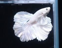 .today was finally the day that the dream had came true!♡ my online. White Big Ears Halfmoon Betta Fish For Sale Buysellaqua