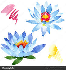 See more ideas about blue lotus, lotus, blue lotus flower. Beautiful Blue Lotus Flowers Isolated White Watercolor Background Illustration Watercolour Free Stock Photo C Andreyanush 230368870