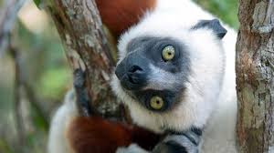 A group of animals who have spent all their life in a new york zoo end up in the jungles of madagascar, and must adjust to living in the wild. Madagaskar Reisen Einzigartige Pflanzen Und Tierwelt G Adventures