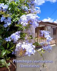 Image result for Plumbago ituriensis