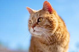 For dogs, it can often be predicted based on size and breed. How Long Do Cats Live Cat Health Mad Paws Blog