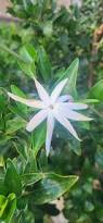 Image result for Jasminum multipartitum