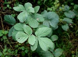 Image result for Rhoicissus digitata