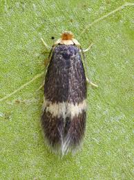 Image result for Stigmella alnetella