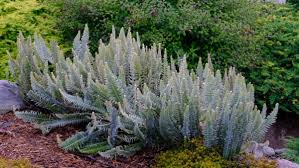 Image result for Pleopeltis  × simiana