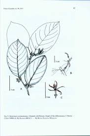 Image result for Metteniusaceae