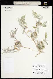 Image result for Blepharis dunensis