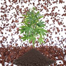 It is important to note that the nitrogen in coffee grounds is not immediately available and takes time to be released. Can Your Used Coffee Grounds Help You Grow Great Weed