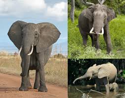 Elephant - Simple English Wikipedia ...