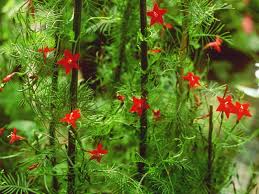 Image result for Ipomoea quamoclit