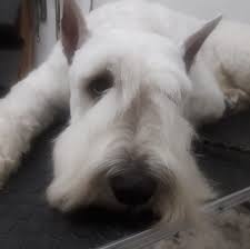 The lovely white miniature schnauzer dog breed. Polar White Giant Schnauzers Kennel Home Facebook