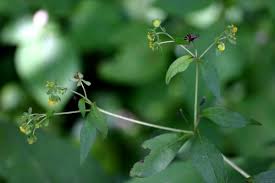Image result for Sigesbeckia