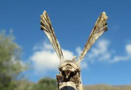 Image result for Flabellaria