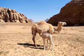 The only truly wild camels that still exist are bactrian camels. Baby Camels Stock Photos Offset