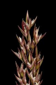 Image result for Agrostis continuata