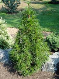 Evergreen Plant Propagation