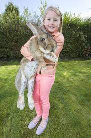 Giant Rabbits Make Excellent Pets Giant Rabbit Worlds Biggest Rabbit Worlds Largest Rabbit