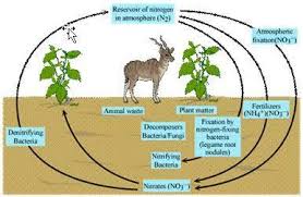 Explain Nitrogen Cycle Carbon Cycle Oxygen Cycle Brainly In