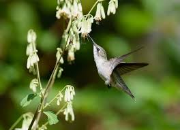 For hummingbirds, plant selection is especially important since they have evolved to feed in a very specific manner. How To Attract Hummingbirds To Your Yard 10 Simple Tips Bird Feeder Hub