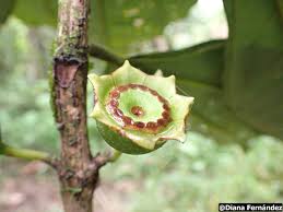 Image result for Bellucia