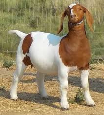 Magnificent Saved Goat Farming Ideas Hop Over To These Guys Boer Goats Show Goats Goats