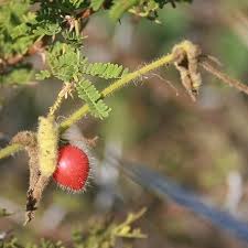 Image result for Kedrostis foetidissima