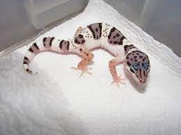 Pin By Marshall Munro On Leopard Geckos Mack Snow Leopard Gecko Leopard Gecko Leopard Gecko Cute