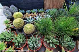 Succulent plants are among the most bizarre, beautiful, and varied in the entire plant kingdom. Field Trip To Poot S Cactus Nursery Part 2