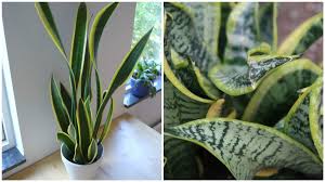 Lidah jin mudah dibiakkan sama ada menggunakan kaedah belahan rumpun (sesuai dilakukan ketika pemasuan semula), memisahkan anak dari pokok atau kaedah keratan daun. Mengandungi Bahan Aktif Saponin Ini Risiko Letak Snake Plant Dalam Rumah Pusat Racun Negara