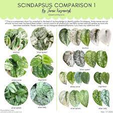 We did not find results for: Jamie On Instagram Two More In Depth Scindapsus Comparison Charts Featuring The More Common And A Cou In 2021 Variegated Plants Ornamental Plants Philodendron Plant
