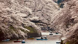 Japan records earliest cherry blossom bloom in 1,200 years. Japan S Cherry Blossoms Blooming In Fall After Extreme Weather Quartz