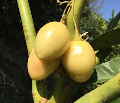 Image result for Oncoba