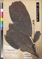 Image result for Buchholzia