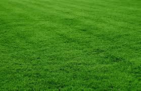 Bermuda grass is commonly thought to be the most challenging family of grasses to mow. Bermuda Grass At Rs 7 Square Feet Bermuda Grasses Id 20568890448