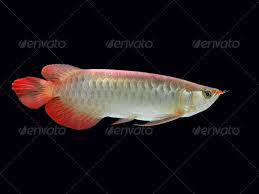Cara membuat background 3d : Asian Arowana Fish By Sommai Asian Arowana Fish On Black Background Ad Fish Arowana Asian Background Arowana Fish Asian Arowana Fish