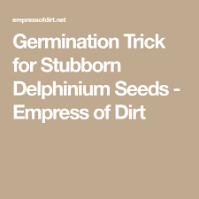Germination Trick For Stubborn Delphinium Seeds Germination Delphinium Seeds