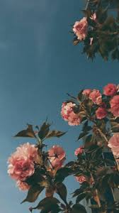 Wallpaper Lockscreen On Twitter In 2020 Flower Aesthetic Aesthetic Roses Flower Lockscreen